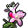 Alp Gülü