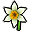 Nergis